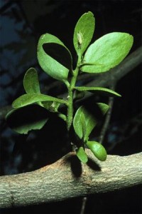 American Mistletoe